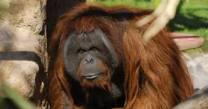 Logo de Buin Zoo