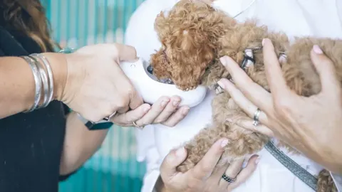 SocialVet, mascotas con descuento