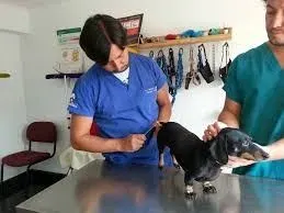 Veterinaria Puente Viejo, mascotas con descuento