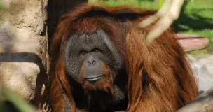 Buin Zoo, entretención con descuento