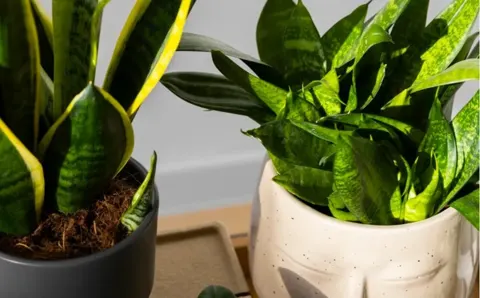 Amajack Plantas, comida rápida con descuento