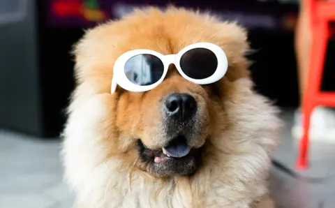 Petglam Store, mascotas con descuento