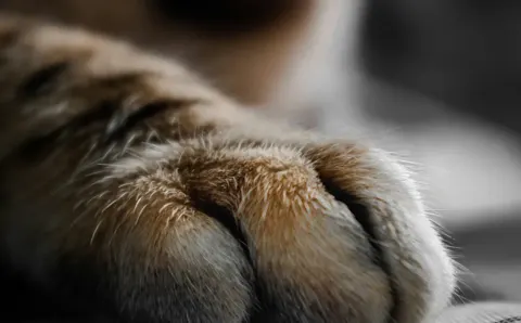 Club de Patitas, mascotas con descuento