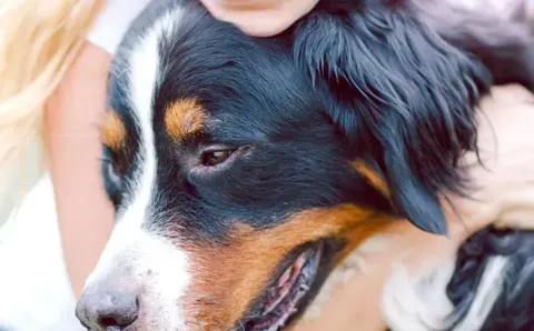 Crematorio Olympus, mascotas con descuento