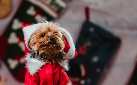 Danus Pet Store, mascotas con descuento