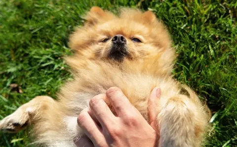 Green Hidróponico, mascotas con descuento