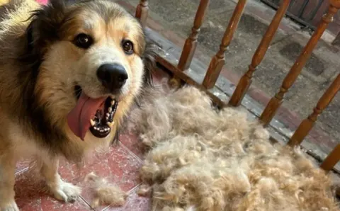 Pet Grooming Studio, mascotas con descuento