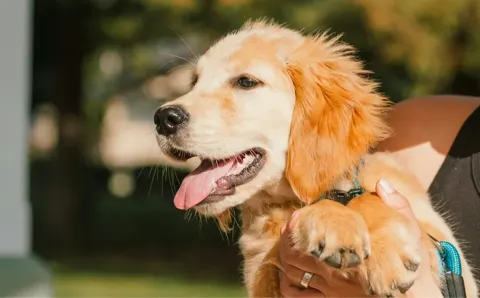 Petzy, mascotas con descuento
