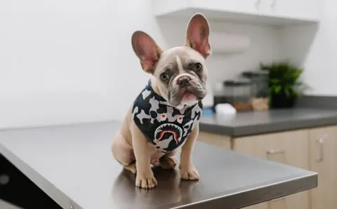 Veterinaria Pet Company, mascotas con descuento