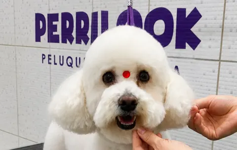 Perrilook, mascotas con descuento