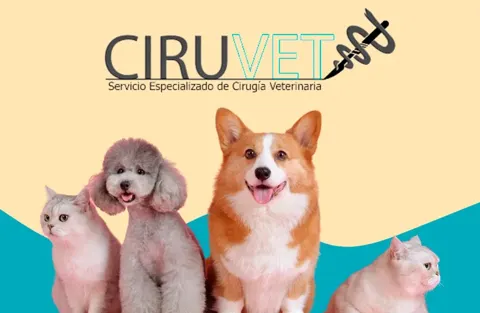 Clínica Veterinaria Ciruvet, servicios con descuento