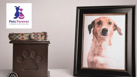 Pets Forever, mascotas con descuento