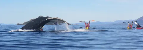 Kayak Agua Fresca, viajes con descuento