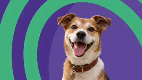 Snup, mascotas con descuento