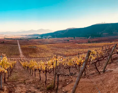 Chocalan Wines, restaurantes con descuento